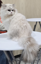 Scottish straight Highland e British