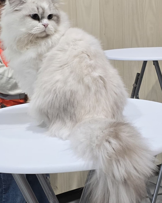 Scottish straight Highland e British