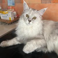 Maine Coon femmina con pedigree