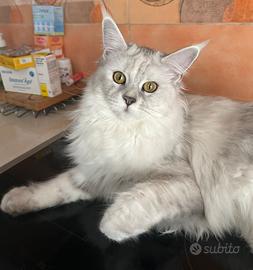Maine Coon femmina con pedigree