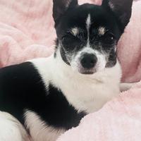 Animali Chihuahua