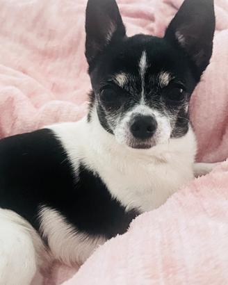 Animali Chihuahua