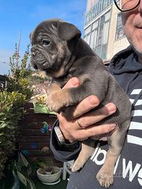 Bulldog francese