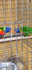 Lory arcobaleno
