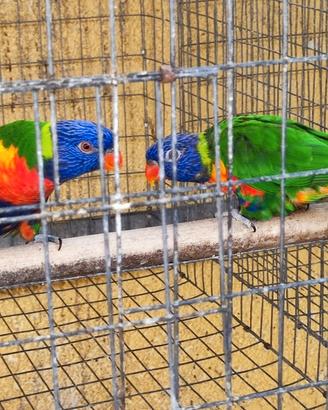 Lory arcobaleno