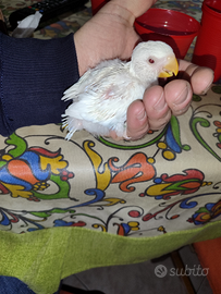 Pullo da imbecco di inseparabile