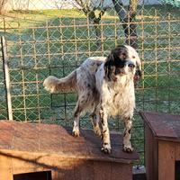 Setter inglese 6 anni