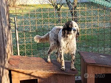 Setter inglese 6 anni