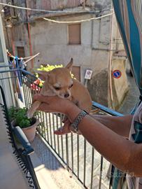 Cucciolo chihuahua