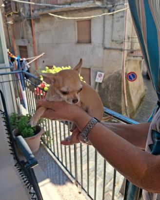 Cucciolo chihuahua
