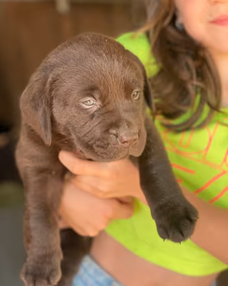 Labrador marroni con pedigree