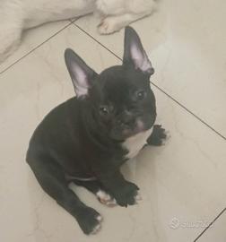 Bulldog francese