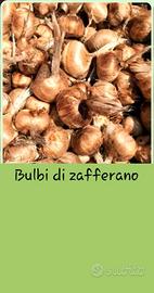 Bulbi di zafferano