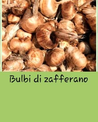 Bulbi di zafferano