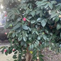 pianta di camelia japonica