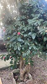 pianta di camelia japonica