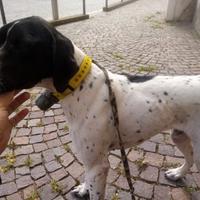 Pointer di 4 anni