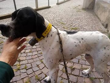 Pointer di 4 anni