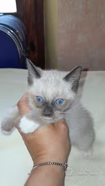 Gattini ragdoll siamese