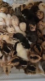 Pulcini Marans Araucana Olive Egger Bresse - Perug