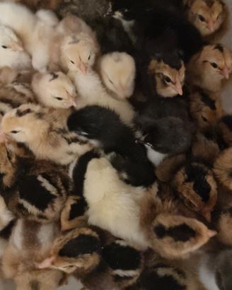 Pulcini Marans Araucana Olive Egger Bresse - Perug