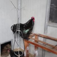 Gallo cocincina nera gigante