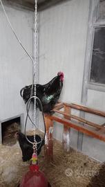 Gallo cocincina nera gigante