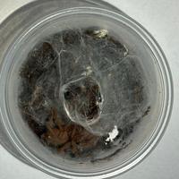 Chilobrachys natanicharum sling