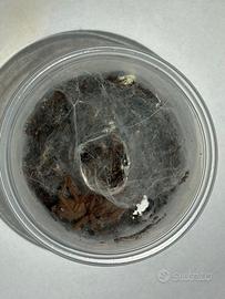 Chilobrachys natanicharum sling