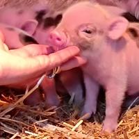 Mini pig jiuliana
