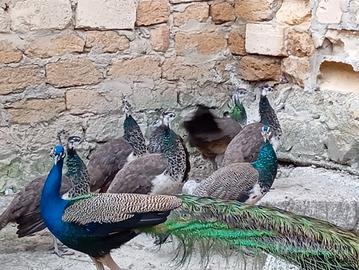 Pavoni indiani comuni