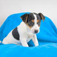 Cucciolo di Jack Russell Disponibile