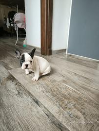 Bulldog francese