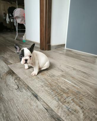 Bulldog francese