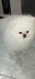 Spitz Pomerania Coreano