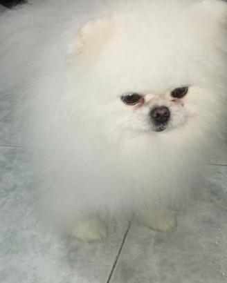 Spitz Pomerania Coreano
