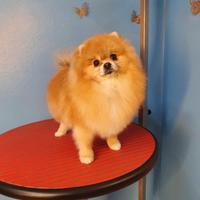 Spitz tedesco nano Pomerania con pedigree Enci