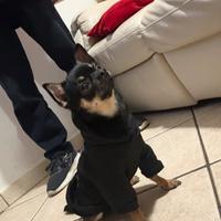 Chihuahua con pedigree disponibili per monta