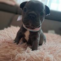 Cucciolata di buldog Francesi tipo blu esotico