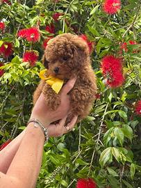 Cuccioli Barboncino
