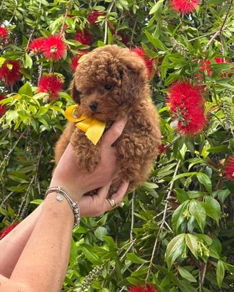 Cuccioli Barboncino