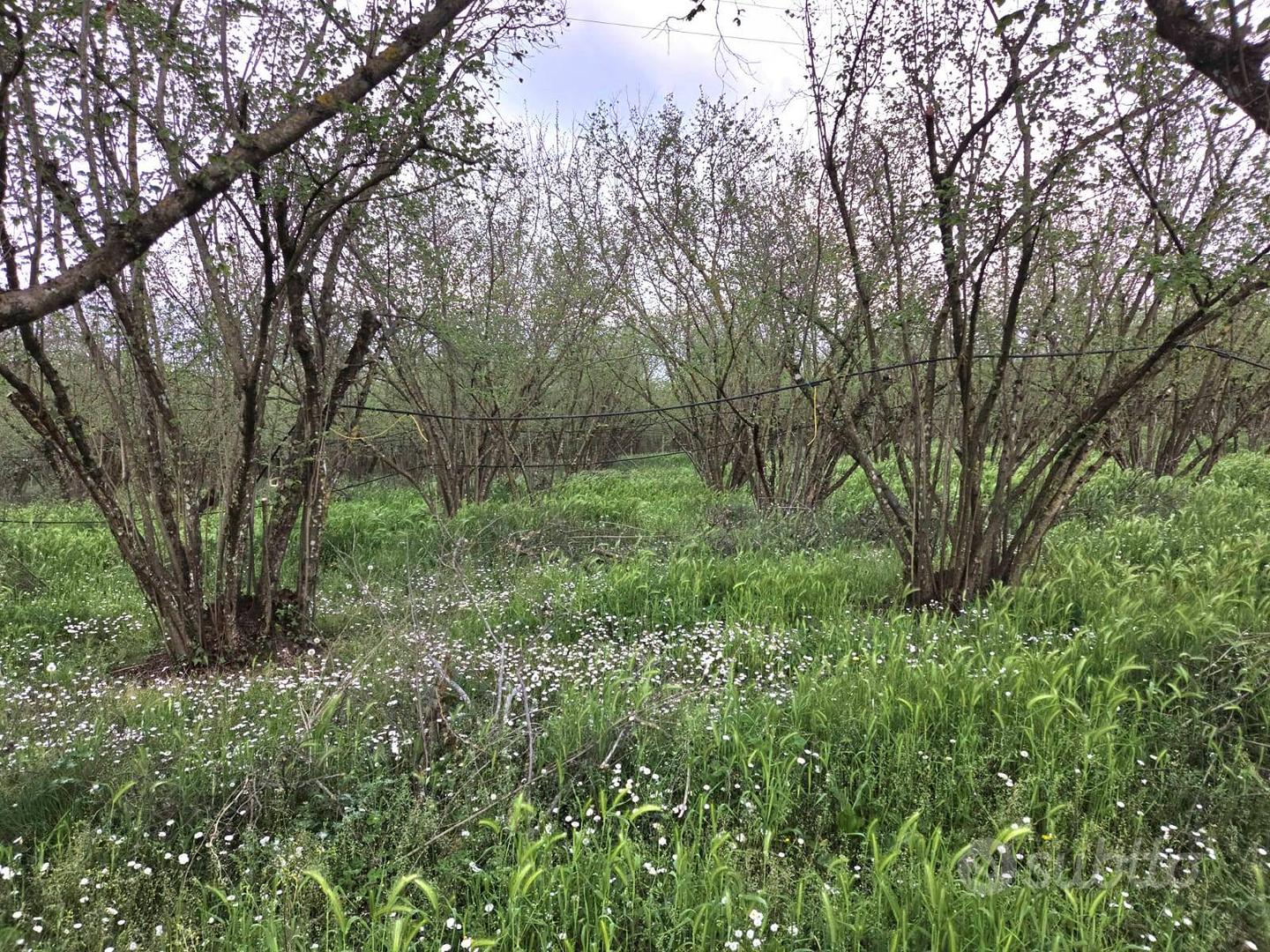 Terreno Agricolo - Gallese - Vista 2