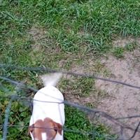 Jack Russell