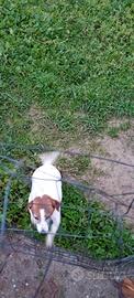 Jack Russell