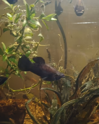 Molly vari colori e Ancitrius arancione