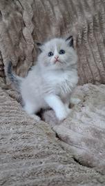 Ragdoll con Pedigree