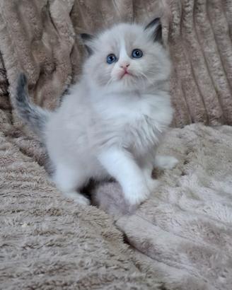 Ragdoll con Pedigree