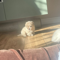 Maltipoo cucciolo