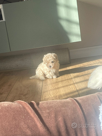 Maltipoo cucciolo