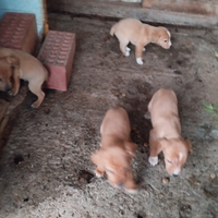 Cani da caccia